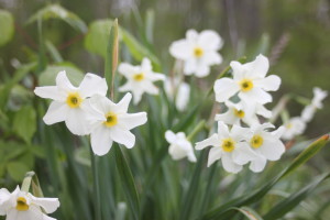 Blooming Daffodils